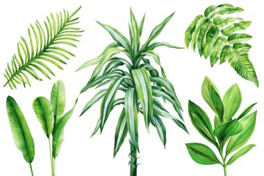 Tropikal bitkiler suluboya resim, draacaena, muz, palmiye, eğrelti otu yapar. Beyaz arka planda egzotik yeşillik koleksiyonu. Yüksek kaliteli illüstrasyon