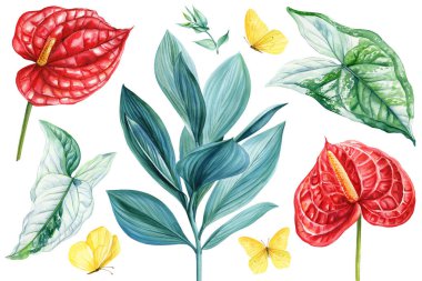 Tropikal yaprak ve çiçeklerden oluşan botanik suluboya koleksiyonu, kırmızı Anthurium, kelebek, palmiye yaprağı ile el boyaması egzotik set. Yüksek kaliteli illüstrasyon