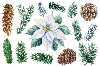 Noel botanik suluboya bayram doğa unsurları. Köknar dalları, kozalaklar, mevsimlik sanat eserleri için narin beyaz noktalar. Yüksek kaliteli illüstrasyon
