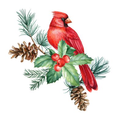 Dalında kutsal yapraklar, böğürtlenler ve kozalaklar olan kırmızı kardinal kuş, suluboya resimli beyaz arka plan. Yüksek kaliteli illüstrasyon