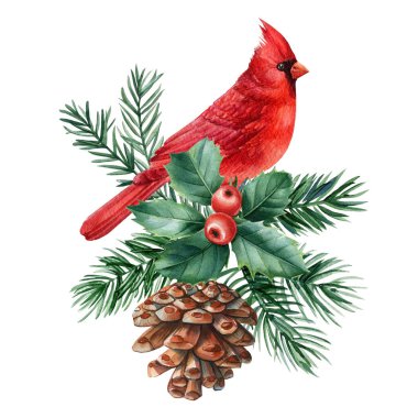 Dallı kutsal yapraklar üzerinde suluboya kırmızı kardinal, canlı böğürtlen, kozalak ve yeşillik, beyaz arka planda şenlikli Noel illüstrasyonları. Yüksek kaliteli illüstrasyon