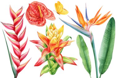 Tropik çiçekleri izole edilmiş botanik bitki örtüsüne ayarla. Cennet kuşu, sarı kelebek, Anthurium, Guzman, Heliconia Hawaii. Yüksek kaliteli illüstrasyon