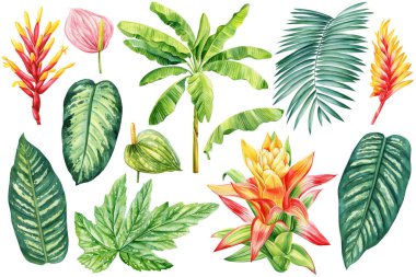 Tropik çiçekler. El boyası palmiye yaprakları, izole edilmiş beyaz arka planda yapraklar, canlı, egzotik bitki çizimleri. Yüksek kaliteli illüstrasyon