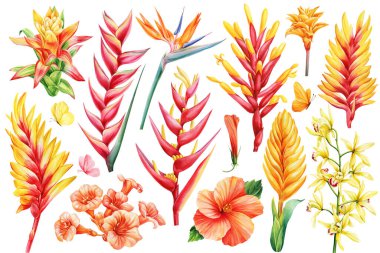 Set tropical flowers isolated watercolor botanical pint. Strelitzia bird of paradise, Bromelia, Orchid, Hibiscus, Guzmania, heliconia Hawaii. flora art. High quality illustration clipart