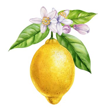 Limon dalının suluboya çizimi, yapraklar, çiçekler, yaz mevsimi narenciye meyvesi, tropik sarı meyve tasarımı. Yüksek kaliteli illüstrasyon