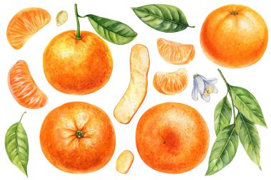 Suluboya Mandalina ve Yaprak İllüstrasyonu, Citrus Fruit Dilimleri, Tüm Çince, Taze Portakal Segmentleri, Botanik Sanatı, Sağlıklı Yemek, Doğa Tasarımı. Yüksek kaliteli illüstrasyon