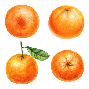 Suluboya portakal meyvesi seti, turunçgiller, yeşil yapraklı taze mandalina, sulu tropikal meyveler, elle boyanmış illüstrasyon, yemek sanatı. Yüksek kaliteli illüstrasyon