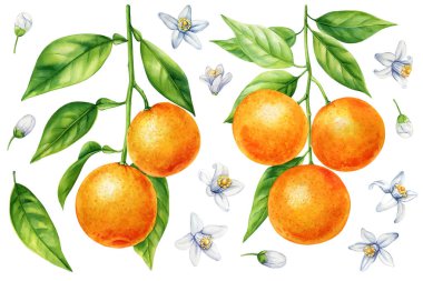 Suluboya narenciye, taze portakal mandalinası, yapraklı olgun mandalina, sulu meyve çizimi, botanik klipsi. Yüksek kaliteli illüstrasyon