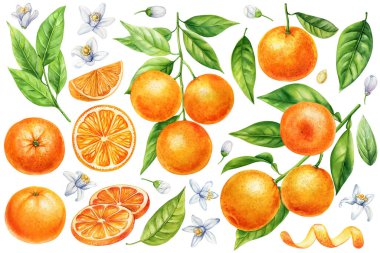 Turuncu set, Mandarin dalları, yeşil yapraklar, çiçekler. Suluboya narenciye meyve botanik çizimi izole edilmiş arka plan. Yüksek kaliteli illüstrasyon