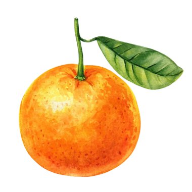 Suluboya portakal meyvesi seti, turunçgiller, yeşil yapraklı taze mandalina, sulu tropikal meyveler, elle boyanmış illüstrasyon, yemek sanatı. Yüksek kaliteli illüstrasyon