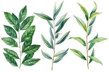 Yeşil yapraklı suluboya çizimleri, okaliptüs dalları, tropikal yapraklar, doğa tasarımı, beyaz arka planda izole edilmiş bitkiler. Yüksek kaliteli illüstrasyon