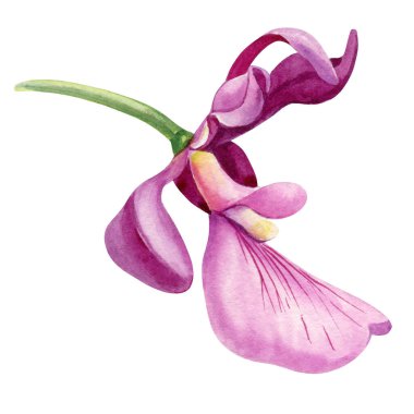 Beyaz arka planda izole edilmiş suluboya orkide çiçekleri, güzel dekoratif çiçek çizimi, botanik, canlı doğa. Yüksek kaliteli illüstrasyon
