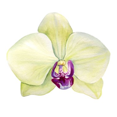 suluboya renkte narin orkide çiçekleri, beyaz arka planda izole edilmiş, zarif çiçek tasarımı, sanat modern, bahar doğası. Yüksek kaliteli illüstrasyon