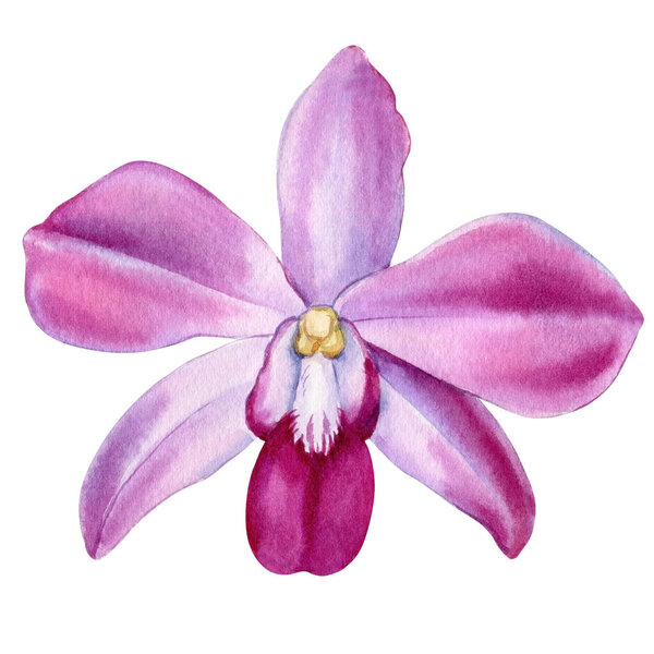 Watercolor pink orchid flowers isolated on white background, beautiful floral illustration, vibrant elegant flower. High quality illustration