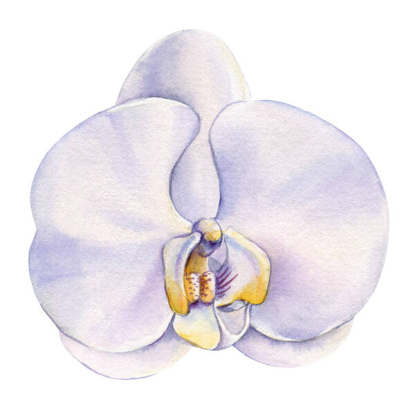 Watercolor white orchid flowers isolated, beautiful botanical illustration, vibrant tropical flower, exotic floral art. High quality illustration