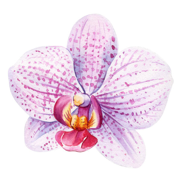 Elegant watercolor orchid flowers isolated on white background, delicate botanical illustration, nature floral decor. High quality illustration