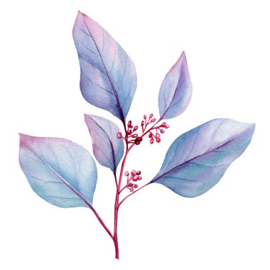 okaliptüs dalı ve beyaz arkaplanda ekolojik ve minimalist tasarımlar için izole edilmiş botanik suluboya çizimi bırakır. Yüksek kaliteli illüstrasyon