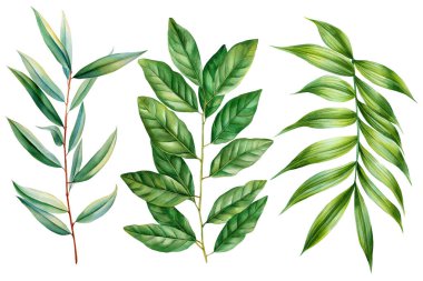 Dekoratif tasarım projeleri için beyaz botanik doğa illüstrasyonuna izole edilmiş yeşil tropikal yapraklar ve dallar. Yüksek kaliteli illüstrasyon