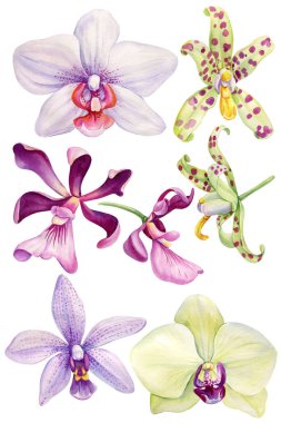 Beyaz arka planda izole edilmiş suluboya orkide çiçekleri, güzel dekoratif çiçek çizimi, botanik, canlı doğa. Yüksek kaliteli illüstrasyon