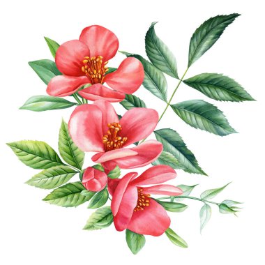 Kırmızı ayva çiçeği. Bahar bitkisi. Çiçekler suluboya, izole edilmiş egzotik orman buketi doğadan esinlenilmiş tasarımlar için. Yüksek kaliteli illüstrasyon