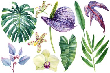 Tropik suluboya çizimleri, egzotik çiçekler beyaz orkide, canavar, bambu, okaliptüs, anthurium üzerine botanik klipsleri. Yüksek kaliteli illüstrasyon