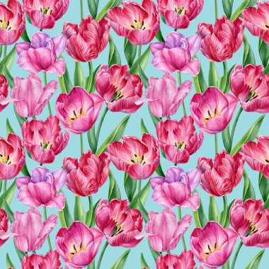 Kusursuz suluboya desenli pembe laleler, romantik çiçek desenleri, elle boyanmış botanik illüstrasyon ilkbaharı, yaz projeleri. Yüksek kaliteli illüstrasyon