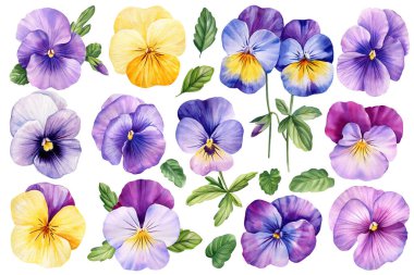 Renkli nonoşların suluboya çizimi, elle boyanmış bahar çiçekli botanik tasarımı beyaz arka plan, düğün deco. Yüksek kaliteli illüstrasyon