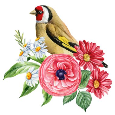 Ranunculus, papatya ve kırmızı gerbera ile suluboya ispinoz kuşu, el yapımı bitki resimleri, doğa ve vahşi yaşam sanatı. Yüksek kaliteli illüstrasyon