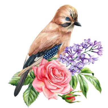 Jay Bird, gül, leylak çiçeği bahar suluboya botanik çiçekli tablo, el boyaması doğa sanatı izole edilmiş beyaz arka plan. Yüksek kaliteli illüstrasyon