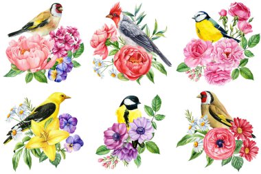 watercolor birds and flowers botanical illustration, hand-painted goldfinch, cardinal, blue tit, oriole with peonies, roses, daisies and anemones. High quality illustration