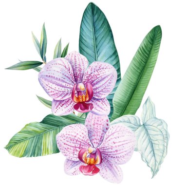Tropikal yeşil yapraklı narin mor ve beyaz orkideler, tropikal suluboya çiçekleri, botanik çizim tasarımı. Yüksek kaliteli illüstrasyon