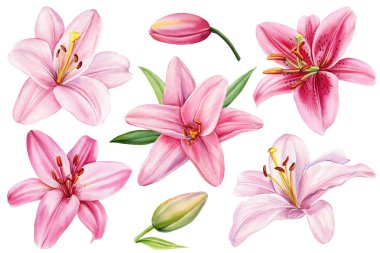 Pembe zambaklar, soyutlanmış beyaz arka planda çiçek. Çiçek tasarımı için suluboya botanik resim. Zarif zambaklar toplanır. Yüksek kaliteli illüstrasyon