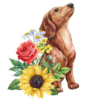 Ayçiçekli ve güllü şirin bir köpek suluboya resimli, çiçekli köpek portresi, baskılar için sevimli bir ev hayvanı resmi. Yüksek kaliteli illüstrasyon
