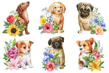 Köpekleri ayarla. Yumuşak köpek yavrusu ve çiçek buketi suluboya çizimi, kır çiçekleriyle sevimli bir köpek, sevimli bir resim baskısı. Yüksek kaliteli illüstrasyon