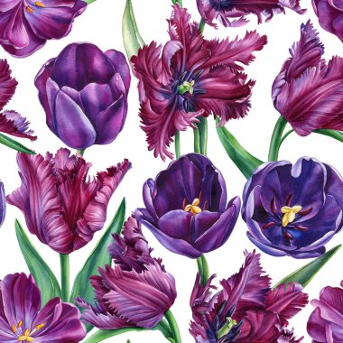 dikişsiz suluboya laleler, mor bahar çiçekleri kumaş, duvar kağıdı, çiçek tasarımı için botanik çizimler. Yüksek kaliteli illüstrasyon