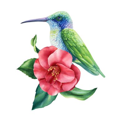 Güzel bir sinekkuşu parlak bir kamelya çiçeğinin üzerinde oturur. Bahar resimli el, suluboya beyaz arka plan doğasını çizdi. Yüksek kaliteli illüstrasyon