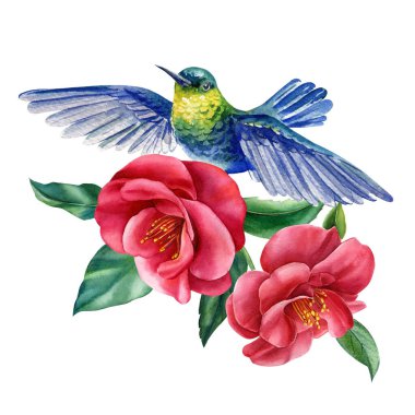 Beyaz arka planda mavi tropikal kuş suluboyası. Sinekkuşu, kamelya çiçeği. Botanik sanat illüstrasyonu. Yüksek kaliteli illüstrasyon