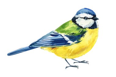 Little bird. Watercolor blue tit birds hand drawn realistic illustration isolated on white background for nature designs. High quality illustration