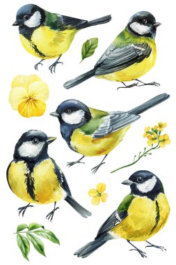 Great tit birds, flower, leaves set isolated. Watercolor hand painted realistic songbirds illustration for nature designs. High quality illustration