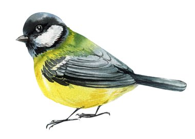 watercolor great tit bird isolated on white background hand painted artistic wildlife illustration, spring bird painting. High quality illustration