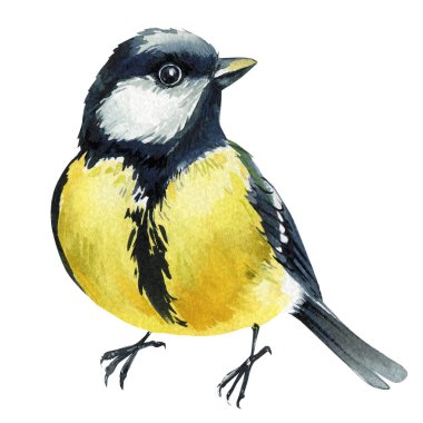Spring yellow bird, watercolor great tit bird perched isolated on white background hand painted wildlife illustration. High quality illustration