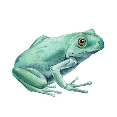 Mavi-yeşil ağaç kurbağası suluboya çizimi beyaz arka plan egzotik yağmur ormanı amfibi sanatında izole edilmiştir. Egzotik kurbağa. Yüksek kaliteli illüstrasyon