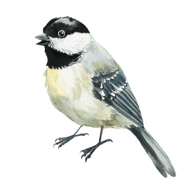 Tit bird, hand painted wildlife illustration with cute black capped chickadee birds in realistic watercolor style. High quality illustration