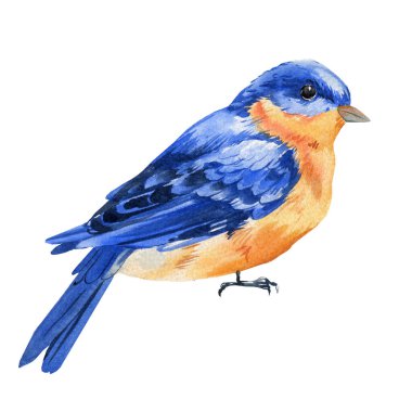 Bahar kuşu gerçekçi suluboya mavi ve turuncu ötücü kuşlar, vahşi kuşların sanatsal çizimi, el boyaması doğa, orman yaban hayatı. Yüksek kaliteli illüstrasyon