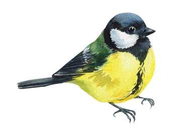 watercolor great tit birds set hand painted illustration isolated on white background nature wildlife spring clipart. High quality illustration
