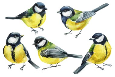 watercolor great tit birds set hand painted illustration isolated on white background nature wildlife spring clipart. High quality illustration