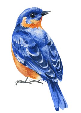 Bahar suluboya renkli kuş, doğu mavisi kuş resimleri, el boyaması doğa resimleri, narin sanatsal eserler. Yüksek kaliteli illüstrasyon