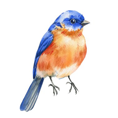 Bahar suluboya renkli kuş, doğu mavisi kuş resimleri, el boyaması doğa resimleri, narin sanatsal eserler. Yüksek kaliteli illüstrasyon