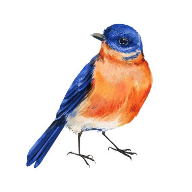 Doğu mavisi suluboya çizimleri, canlı mavi ve turuncu tüylü el boyalı kuşlar, doğa sanatı, yaban hayatı bahar teması. Yüksek kaliteli illüstrasyon
