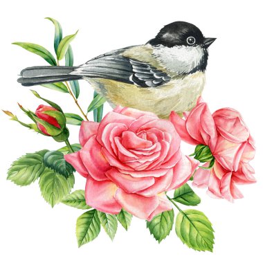 Tit bird sitting on a branch with pink roses and green leaves watercolor illustration isolated for spring design, poster. High quality illustration